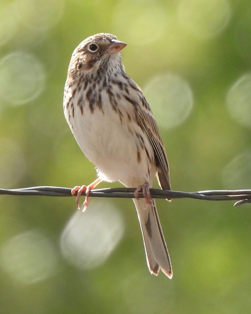 Vesper Sparrow - Michael I Christie
