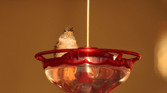 Broad-tailed Hummingbird - ML609568022