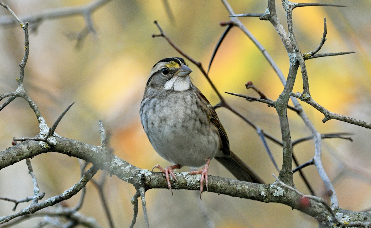 White-throated Sparrow - ML609568053