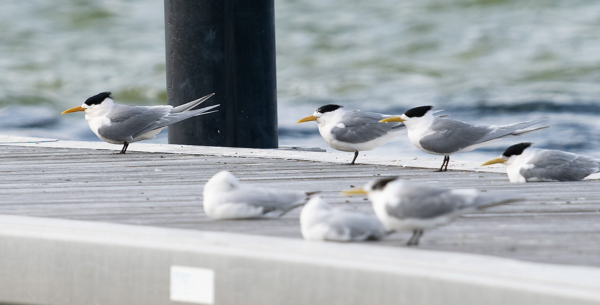 Great Crested Tern - ML609568626