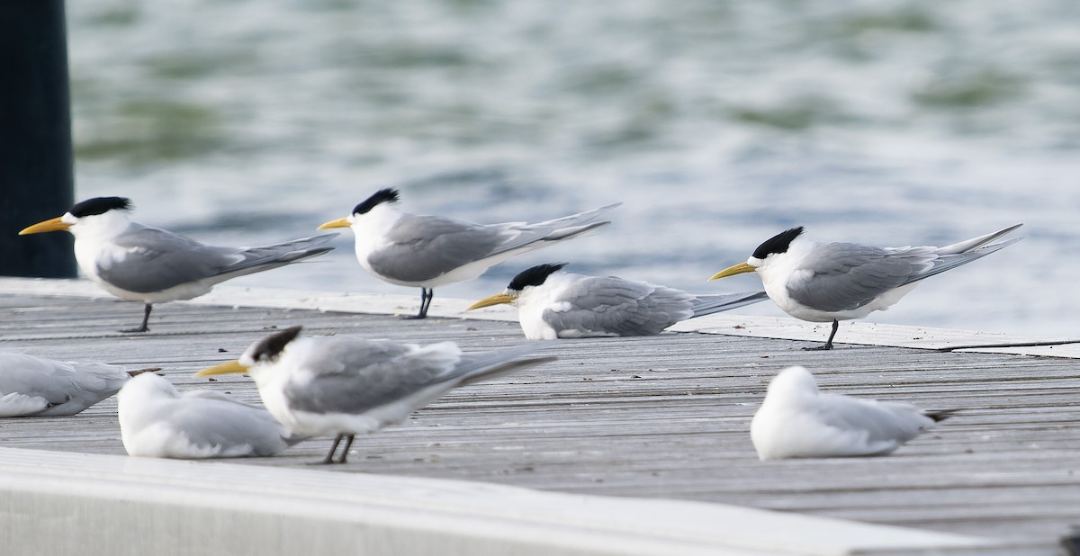 Great Crested Tern - ML609568627
