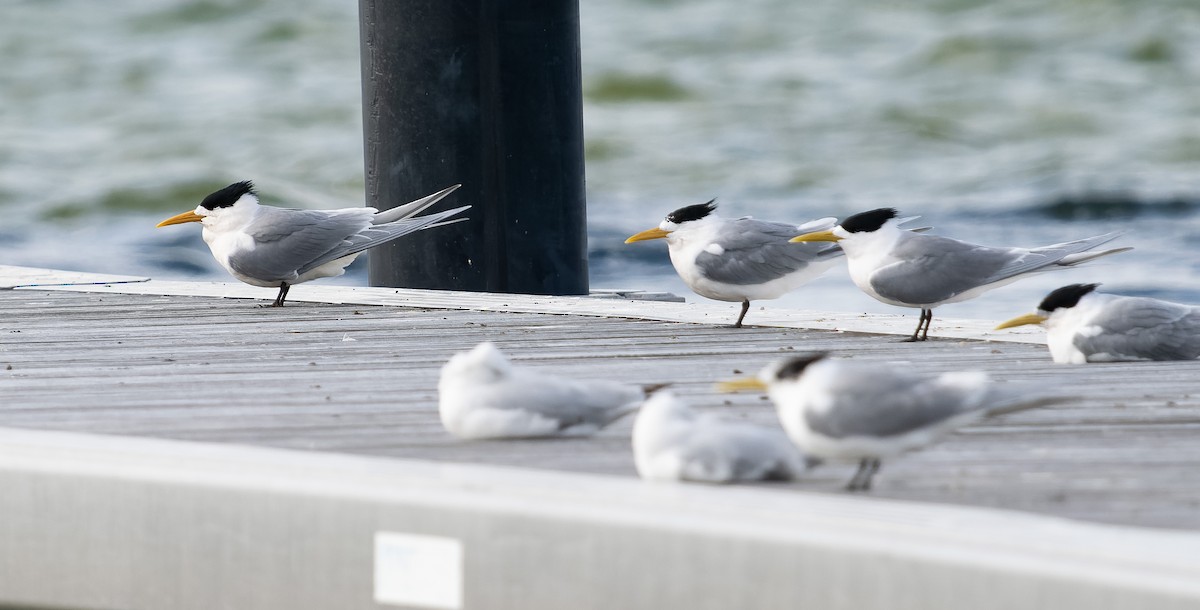 Great Crested Tern - ML609568628