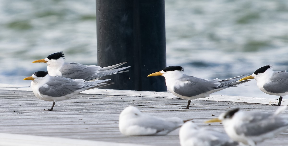 Great Crested Tern - ML609568629