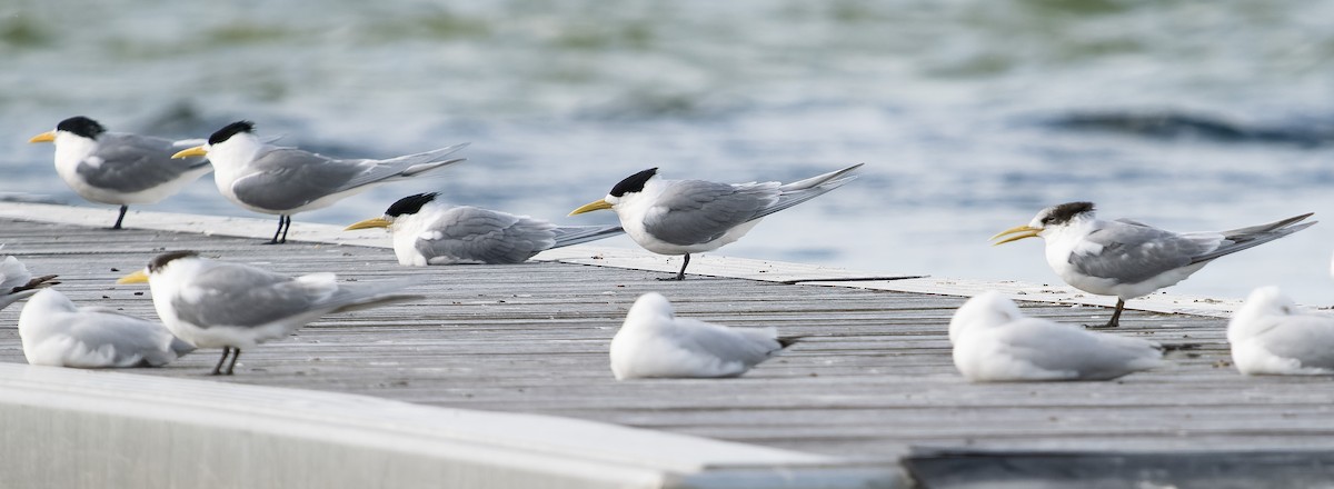 Great Crested Tern - ML609568630