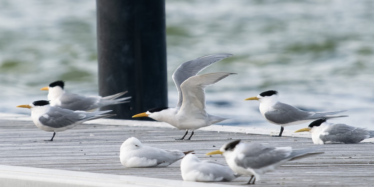 Great Crested Tern - ML609568631