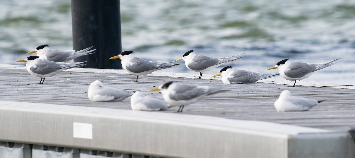 Great Crested Tern - ML609568632