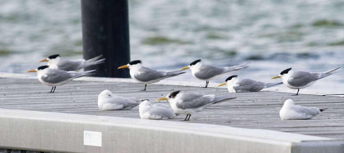 Great Crested Tern - ML609568633