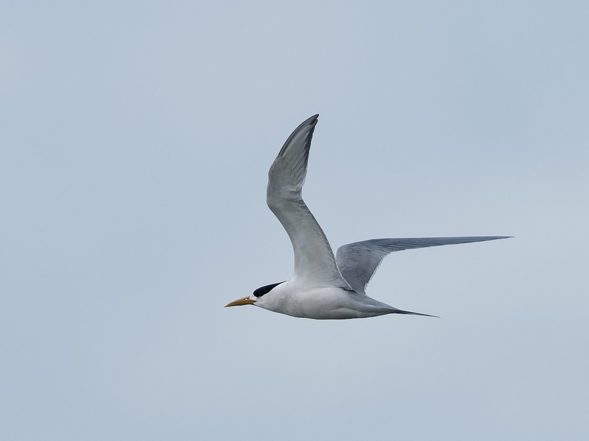 Great Crested Tern - ML609568637