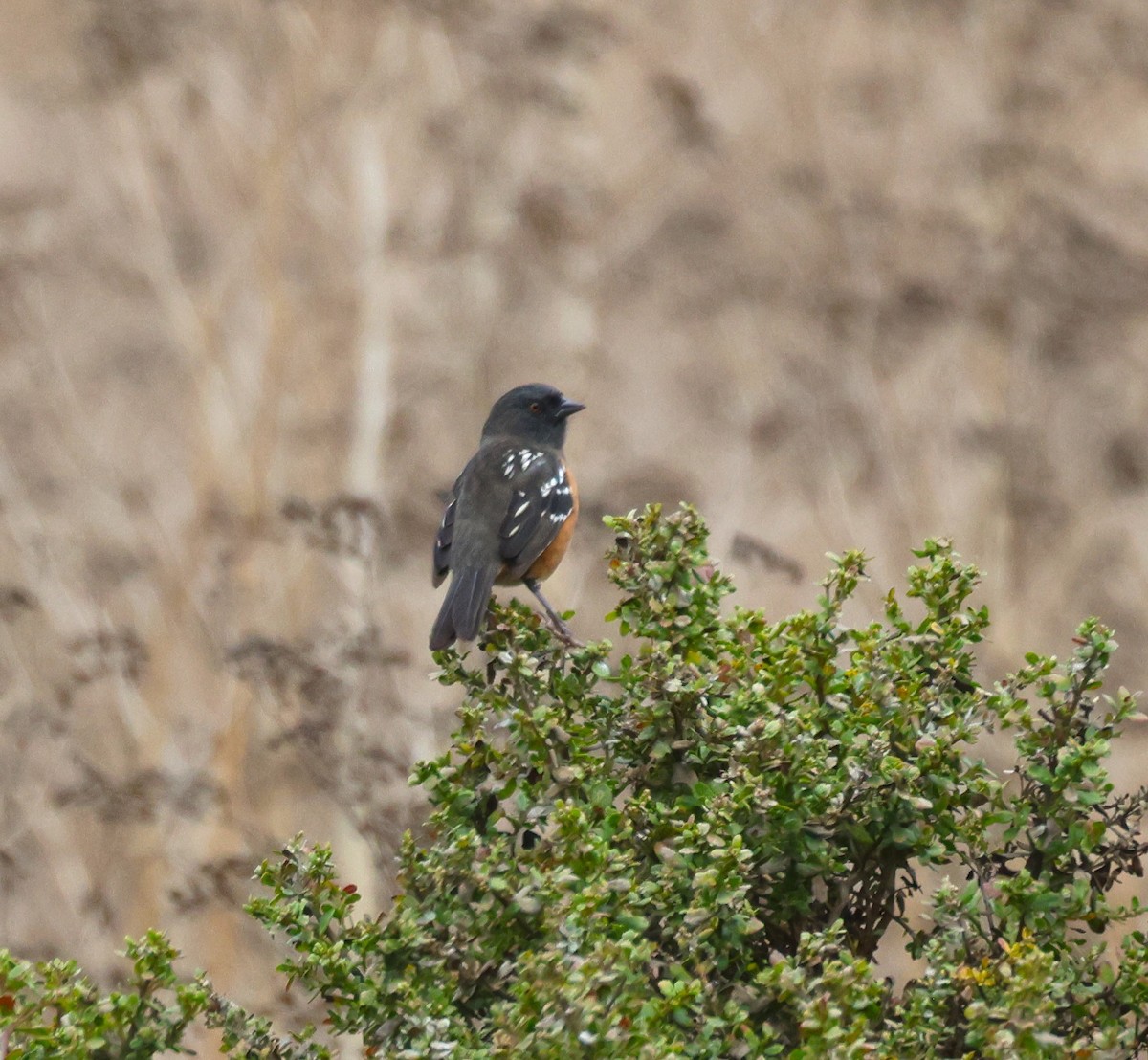 Spotted Towhee - ML609569041