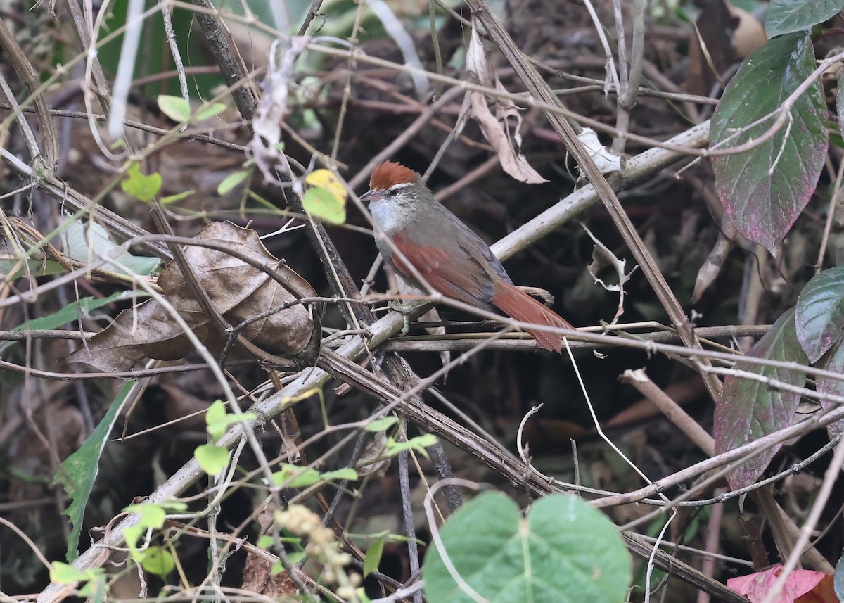 Line-cheeked Spinetail (Baron's) - ML609569208