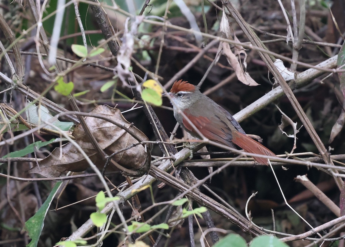 Line-cheeked Spinetail (Baron's) - ML609569209