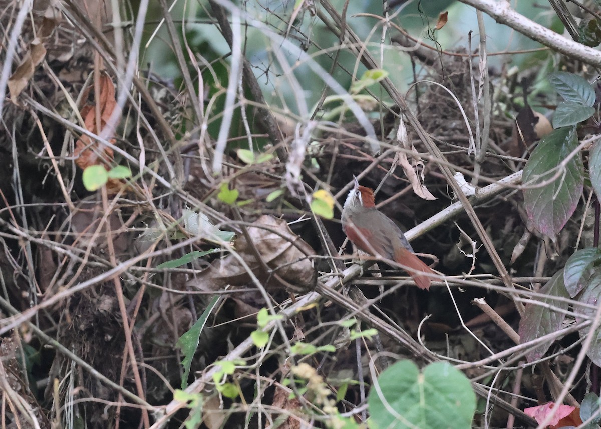 Line-cheeked Spinetail (Baron's) - ML609569210