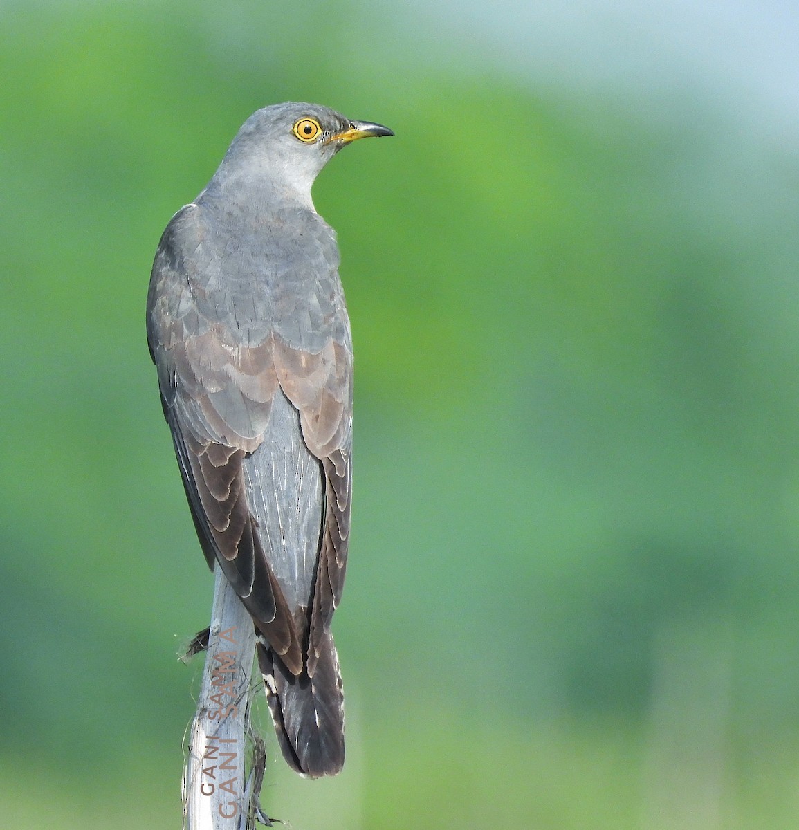 Common Cuckoo - ML609569331