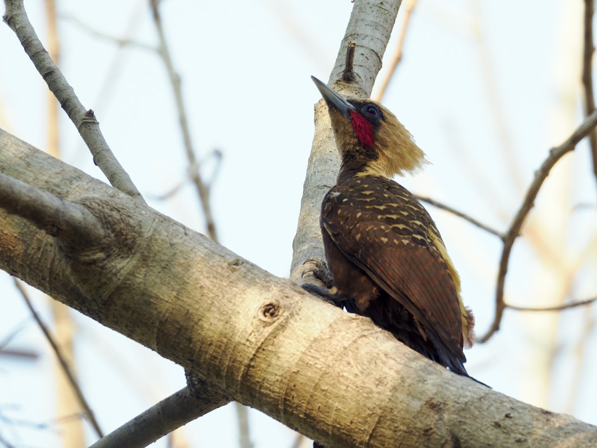 Pale-crested Woodpecker - ML609569598
