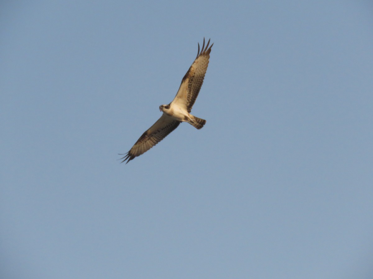 Águila Pescadora - ML609569599