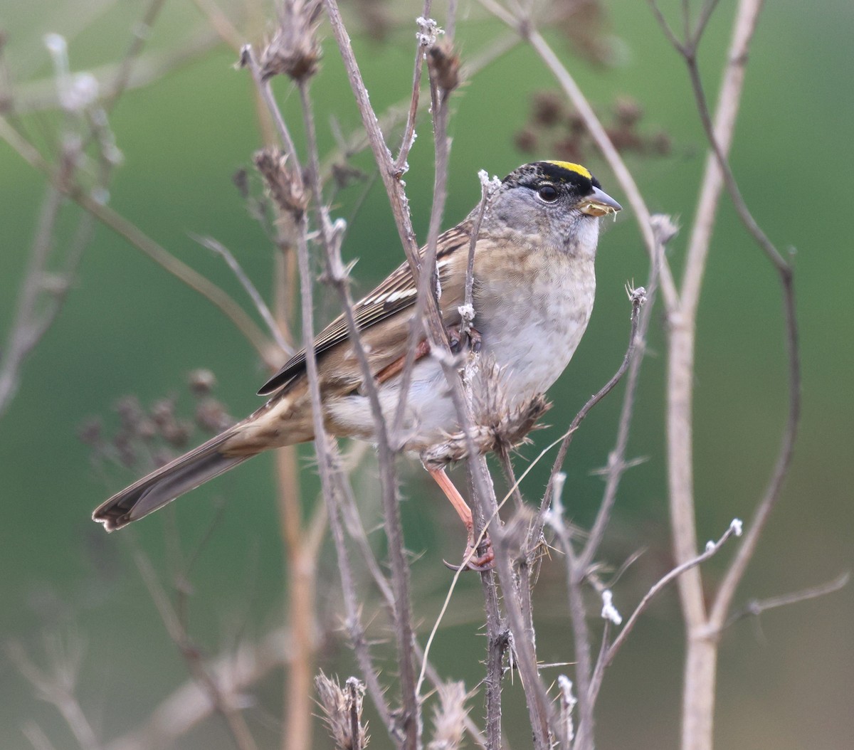 Golden-crowned Sparrow - ML609569624
