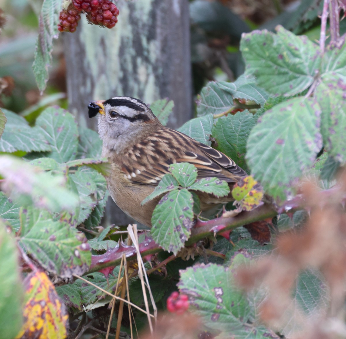 White-crowned Sparrow - ML609569734