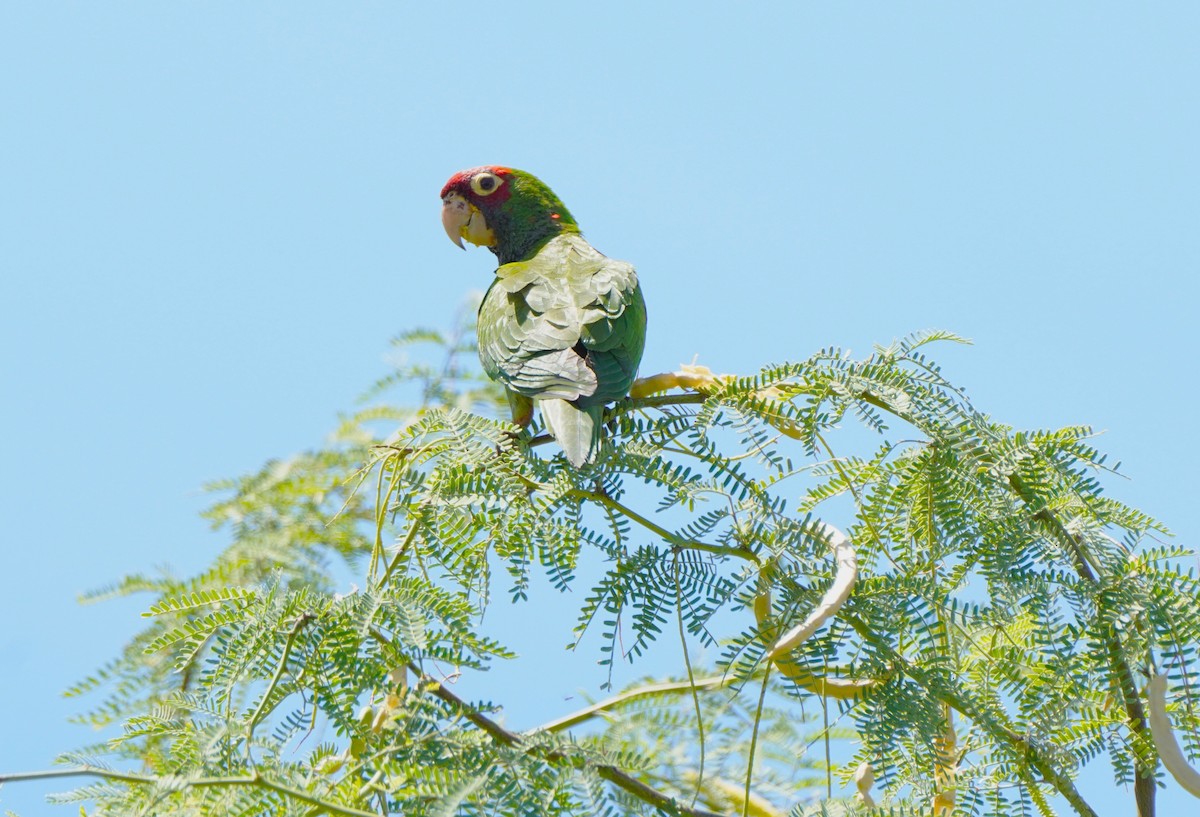 Guayaquil Papağanı - ML609569824