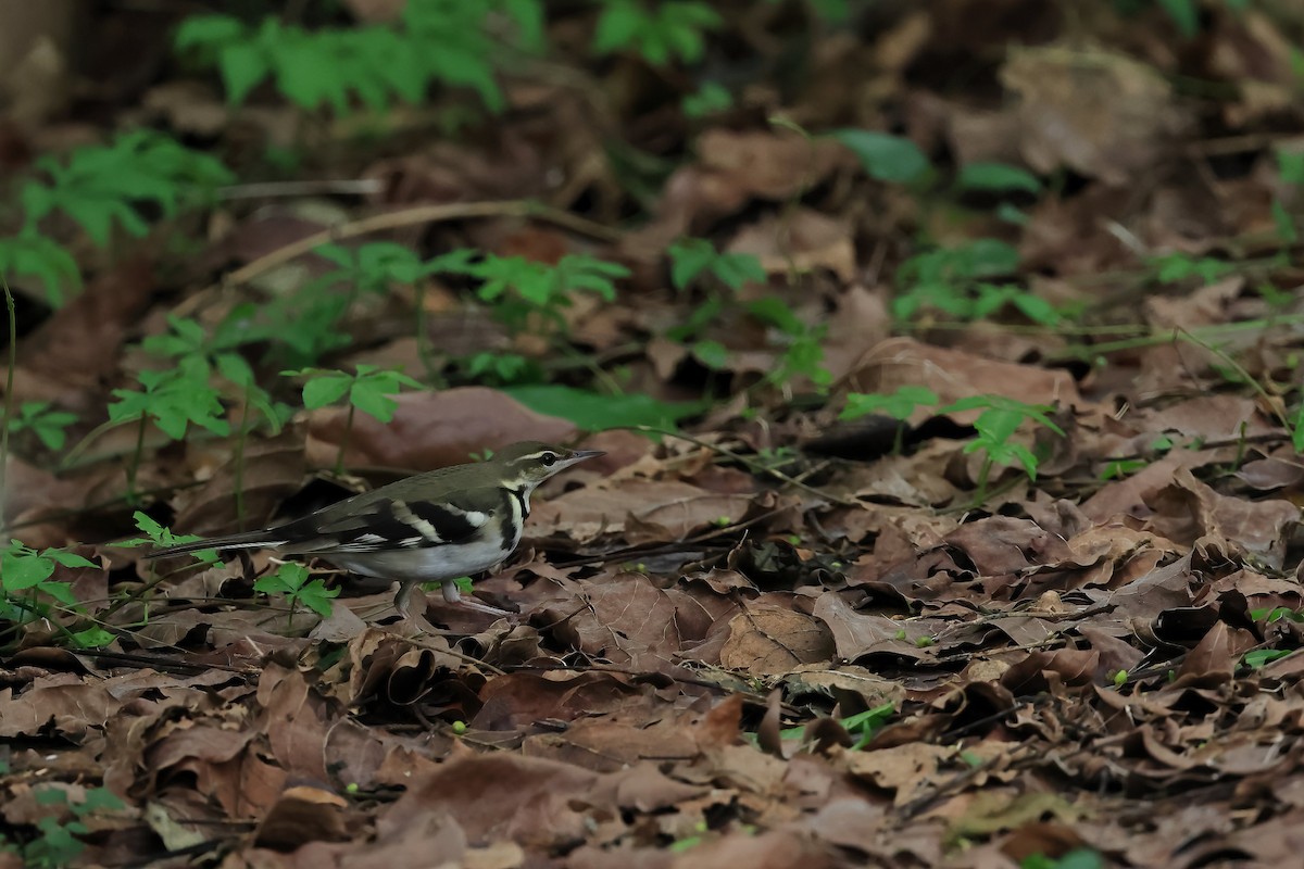 Forest Wagtail - 趙 偉凱
