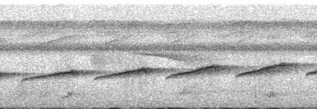 Мурав’янка-куцохвіст велика (підвид poecilinotus) - ML60957