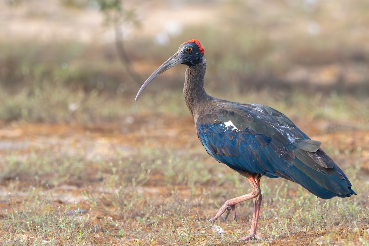 ibis bradavičnatý - ML609571078