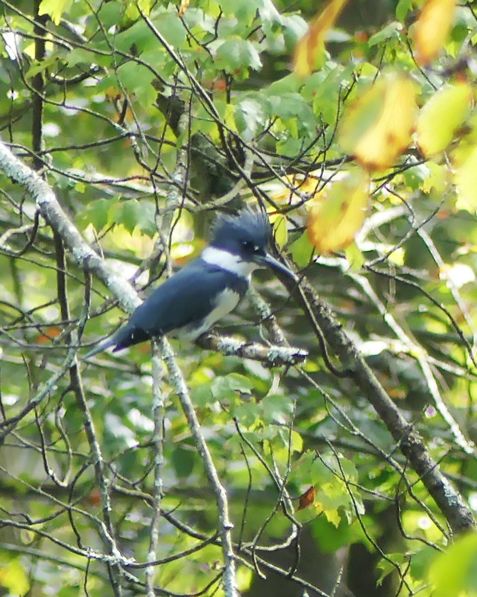 Belted Kingfisher - ML609571595