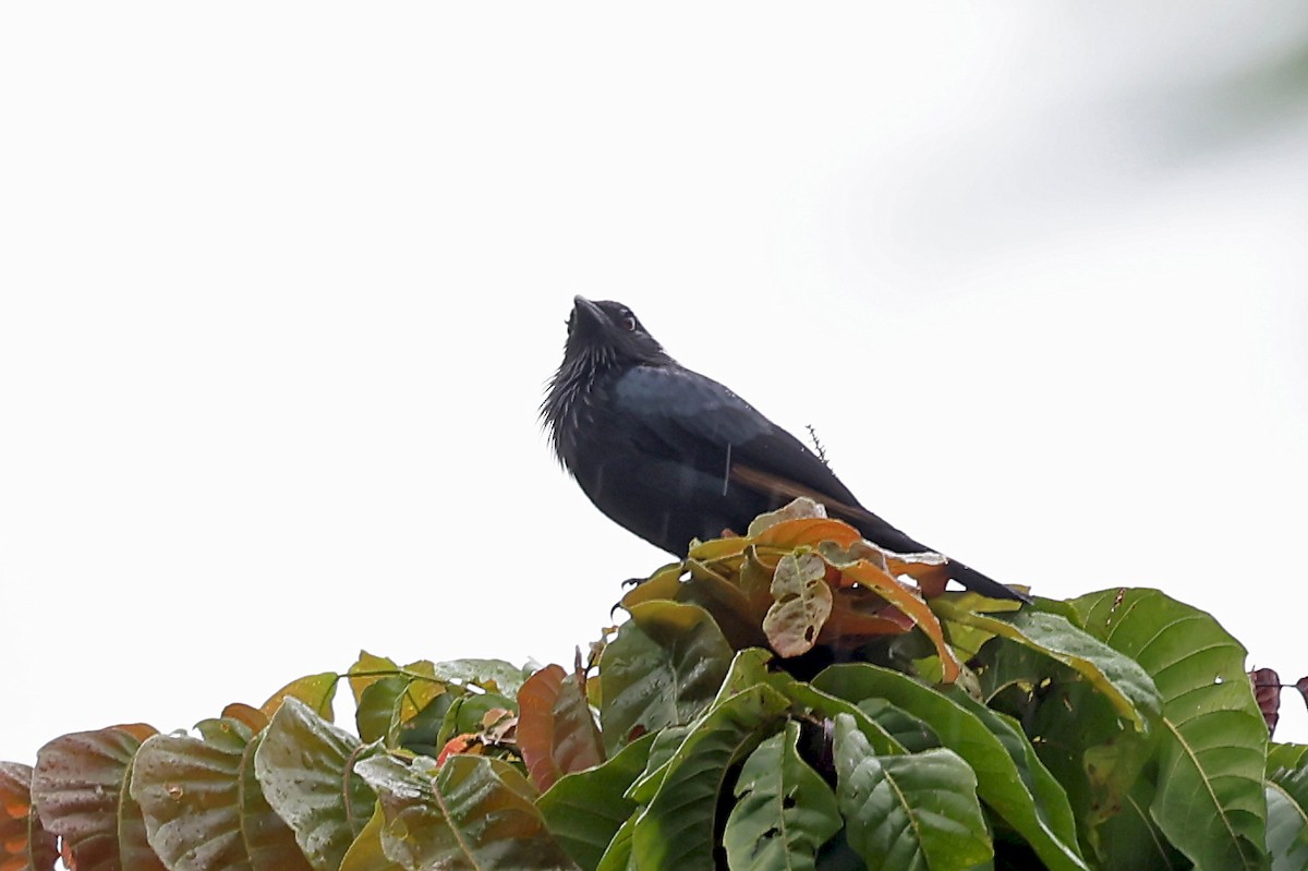 Brown-winged Starling - ML609571692