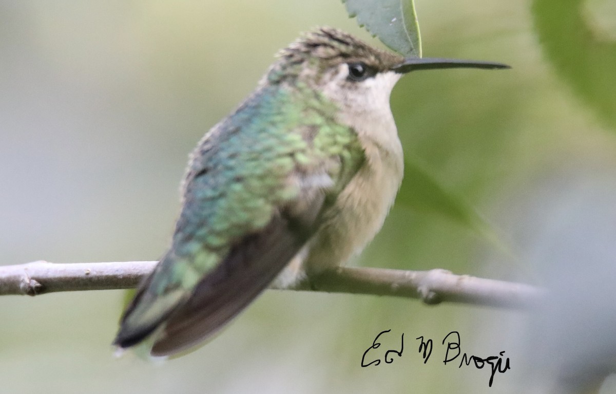 Ruby-throated Hummingbird - ML609571797