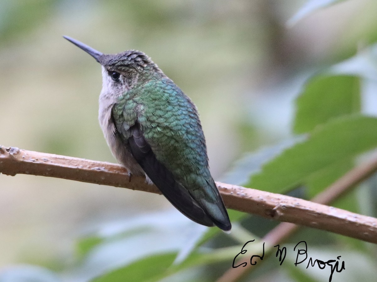 Ruby-throated Hummingbird - Ed M. Brogie