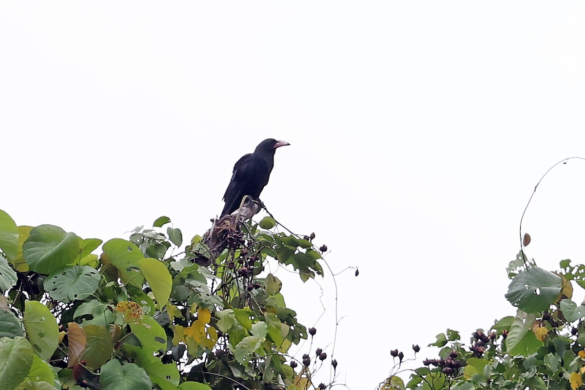 Guadalcanal Crow - Phillip Edwards