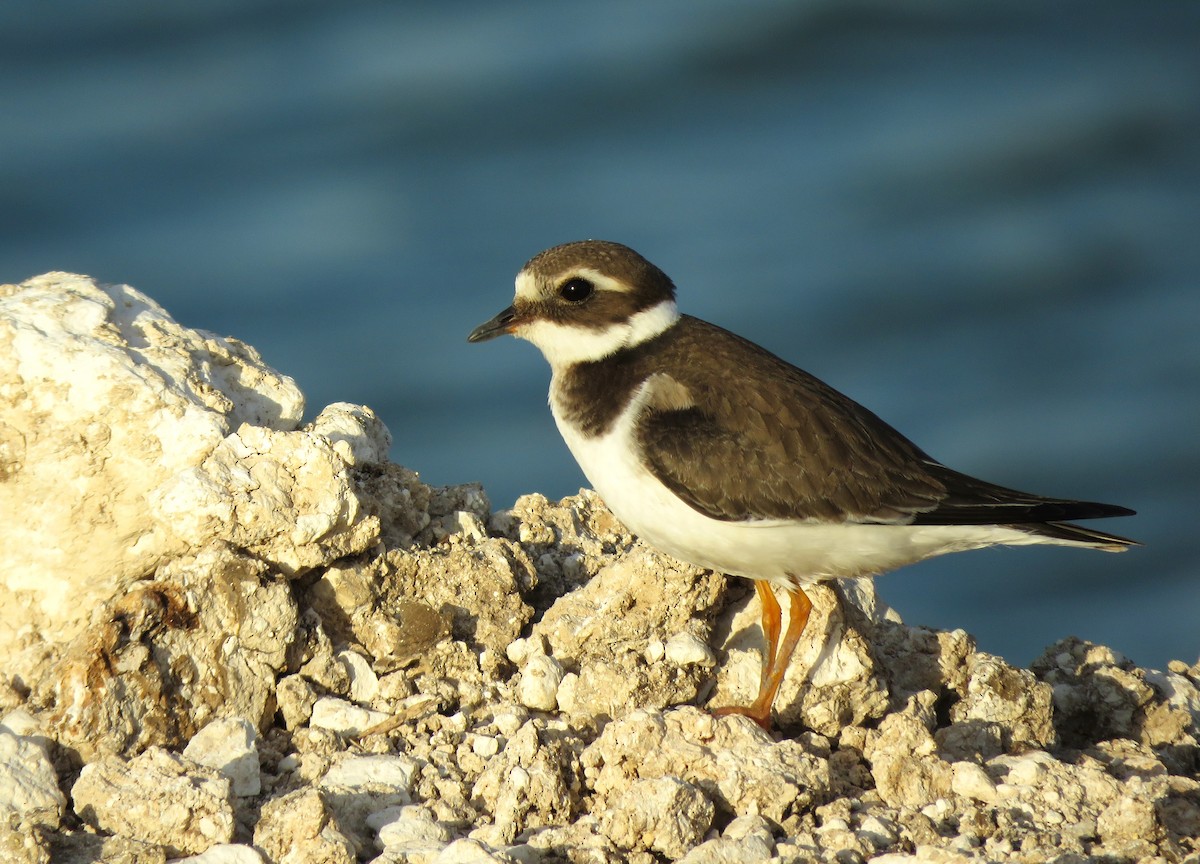 Common Ringed Plover - ML609572108
