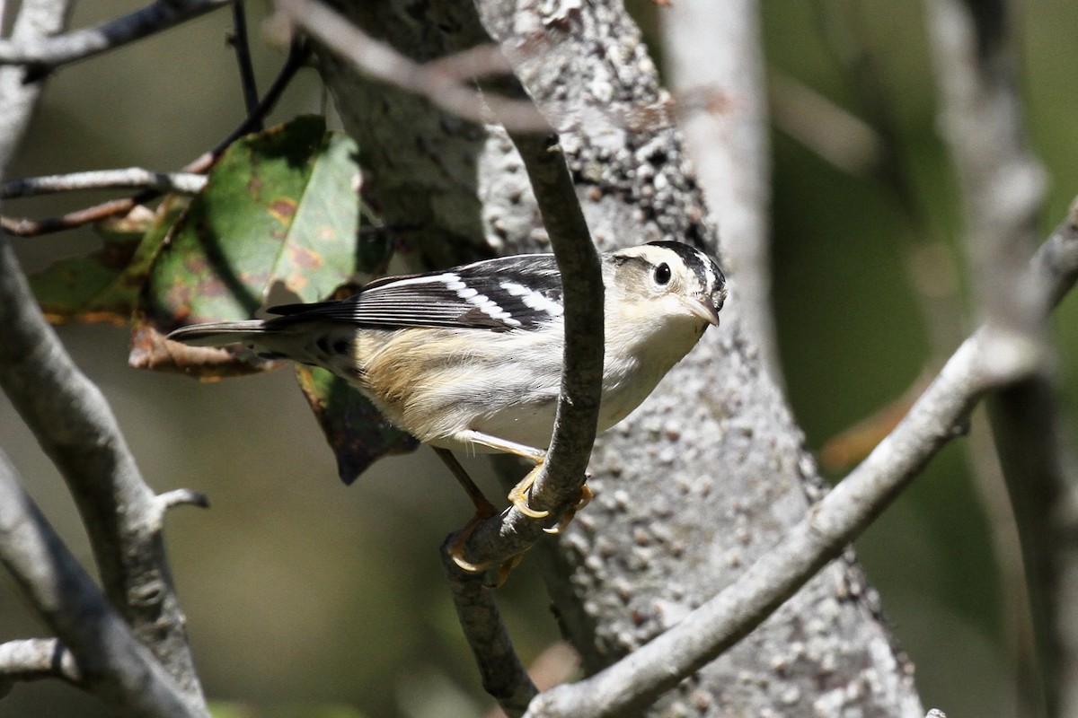 Black-and-white Warbler - ML609572197