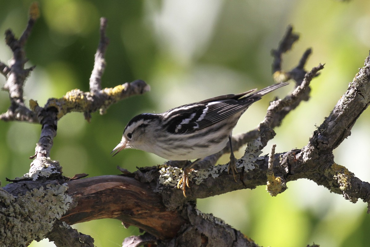 Black-and-white Warbler - ML609572200