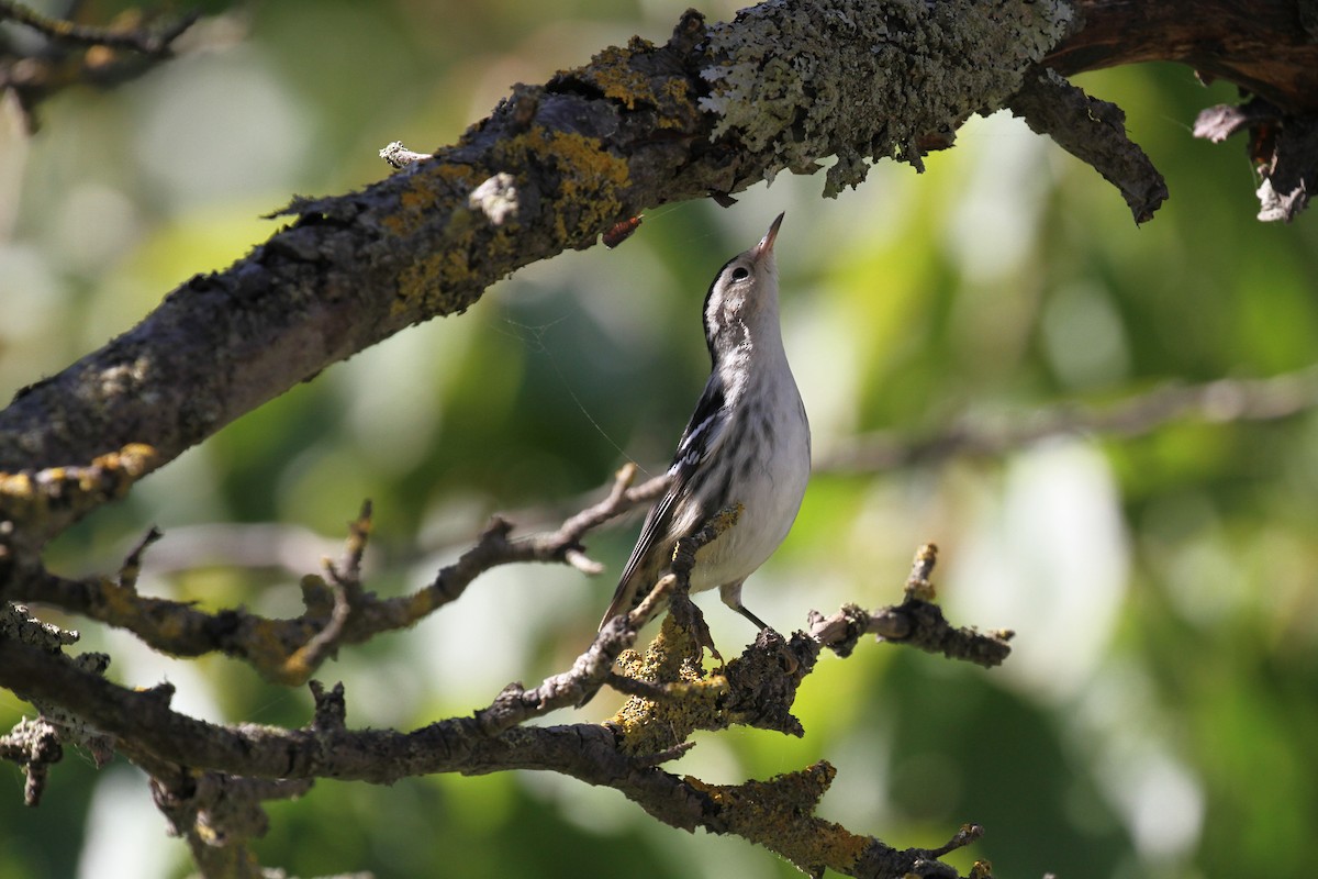 Black-and-white Warbler - ML609572201