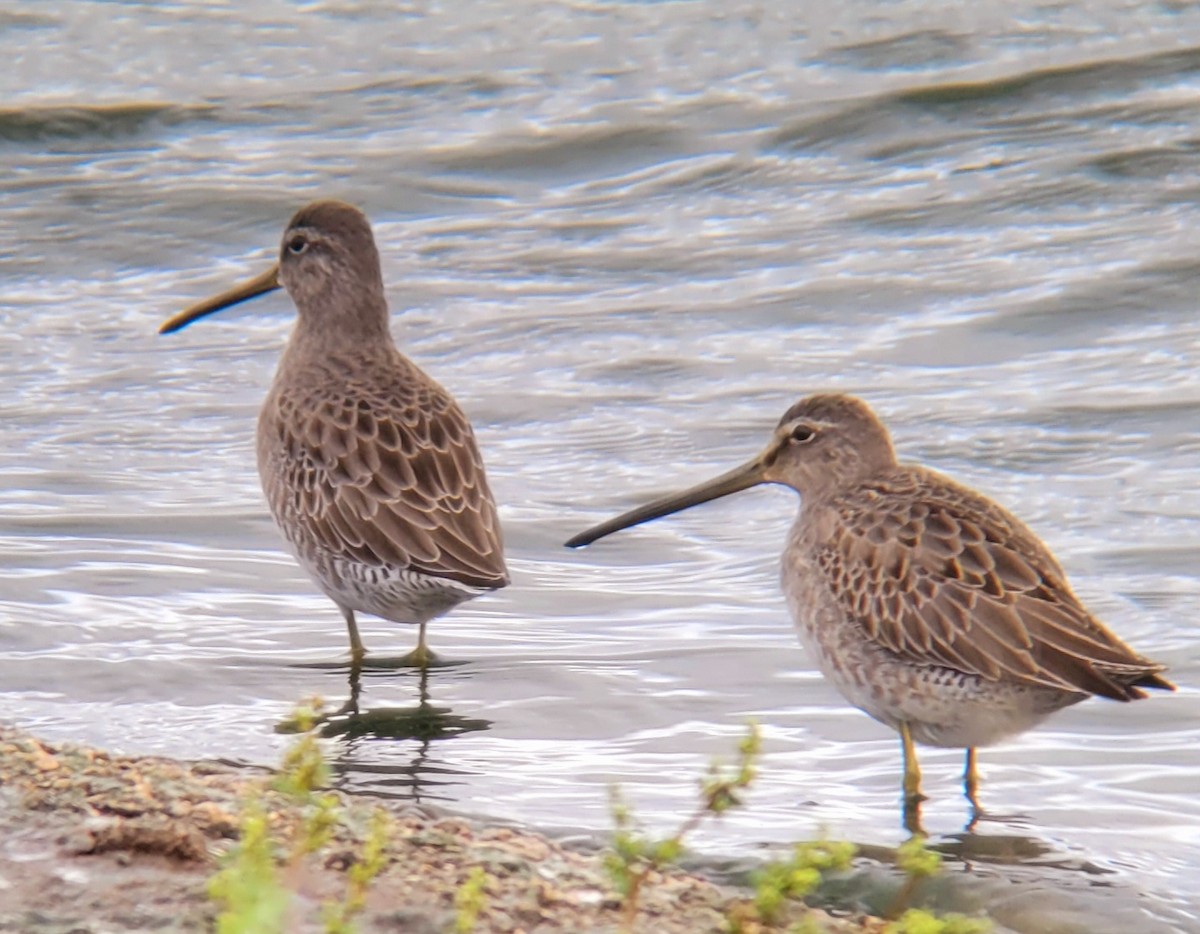 Long-billed Dowitcher - ML609572345