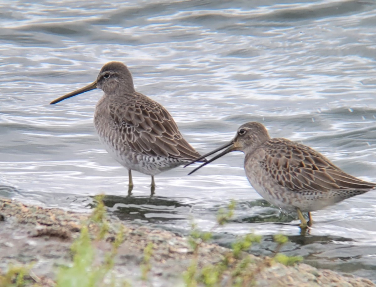 Long-billed Dowitcher - ML609572346