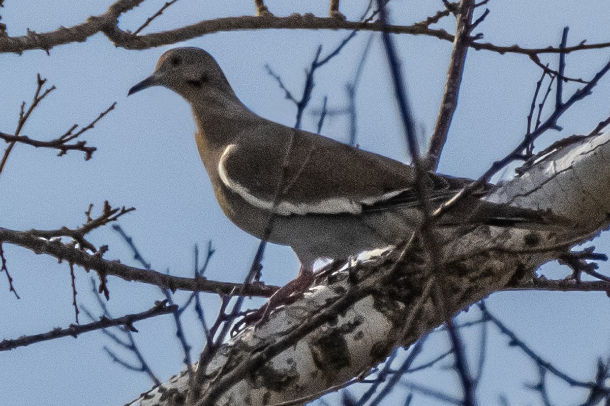 eBird Checklist 1 Oct 2023 Town Creek Rd, Kerrville USTX 6 species