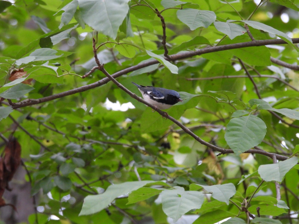 Black-throated Blue Warbler - ML609573329