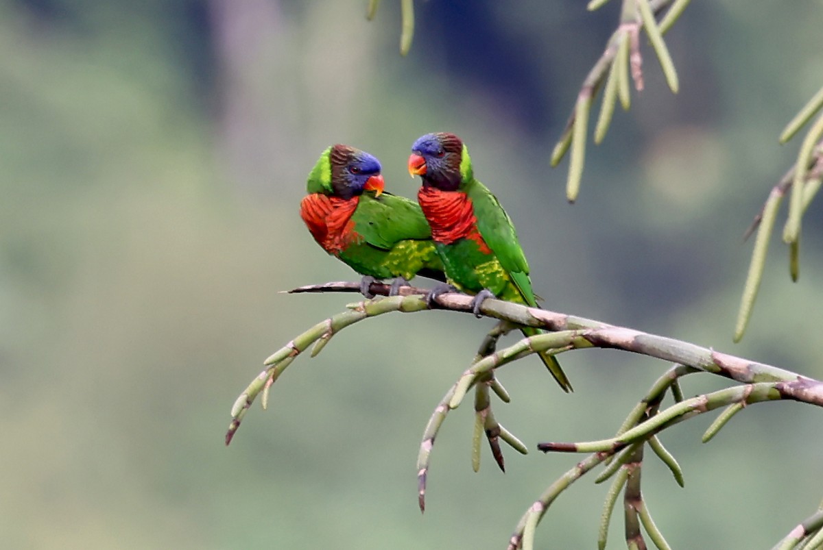 新幾內亞彩虹吸蜜鸚鵡 - ML609573479