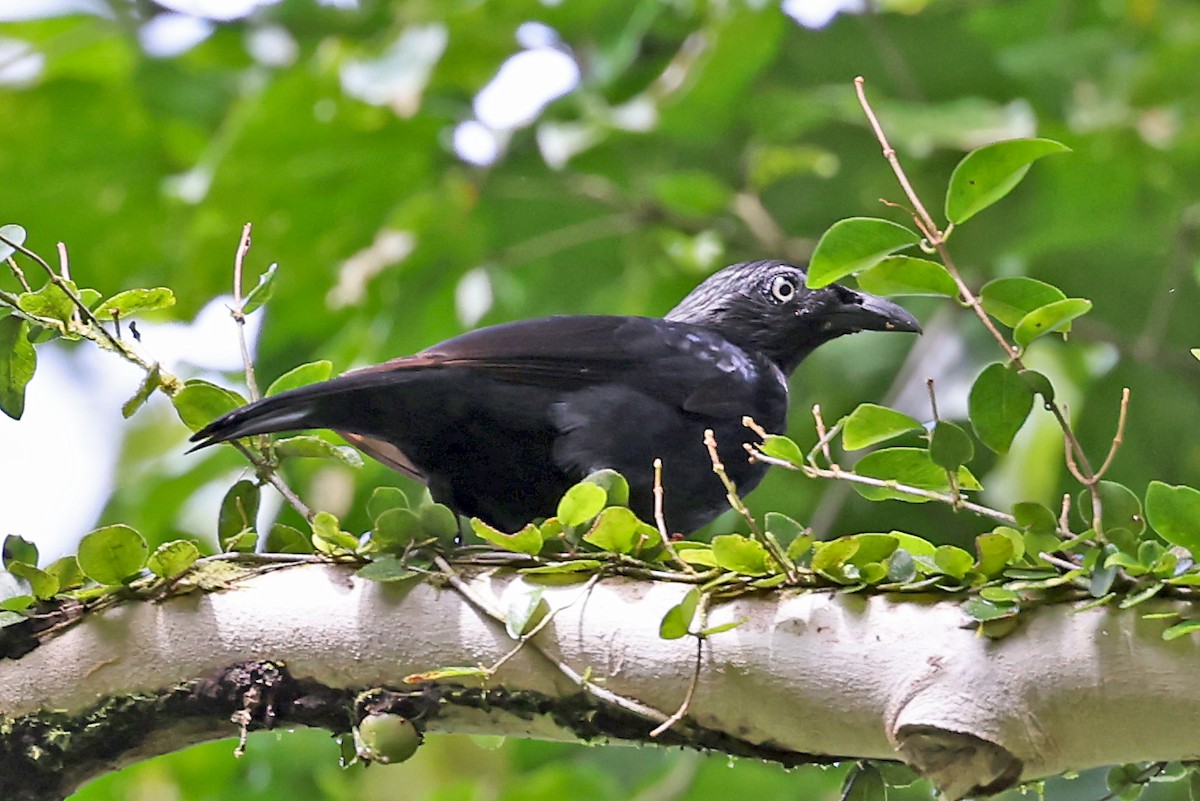 Brown-winged Starling - ML609573519