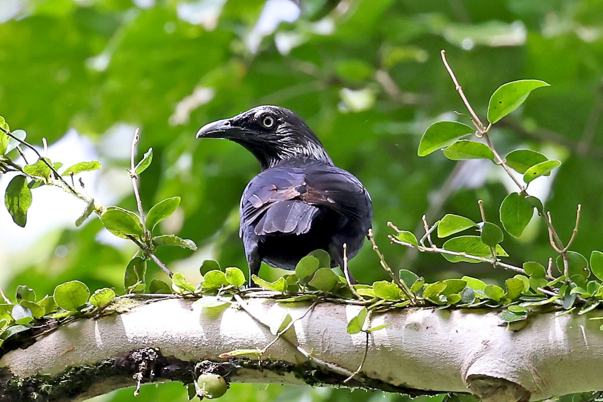 Brown-winged Starling - Phillip Edwards