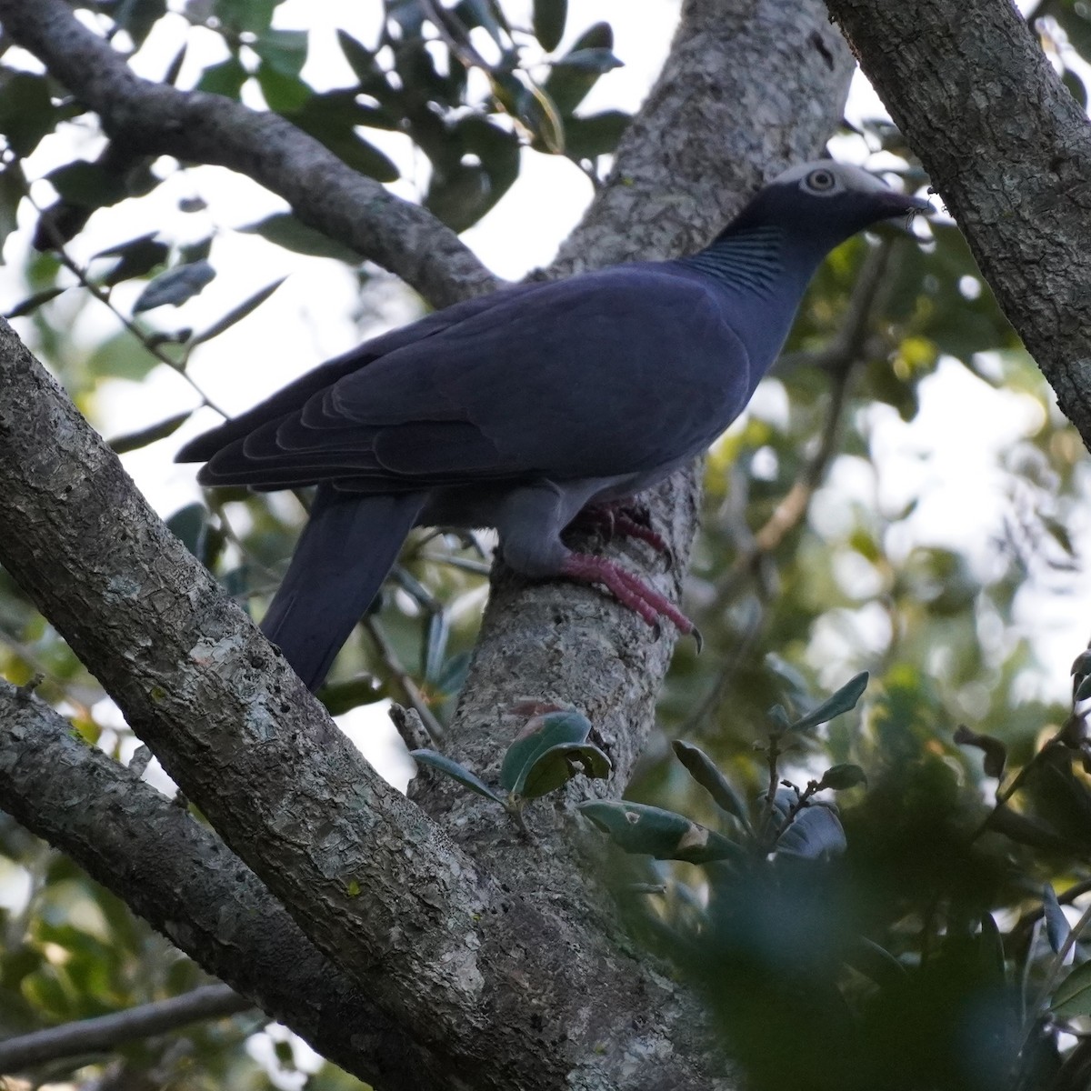 eBird Checklist 4 Oct 2023 Kendall Indian Hammocks Park 35 species