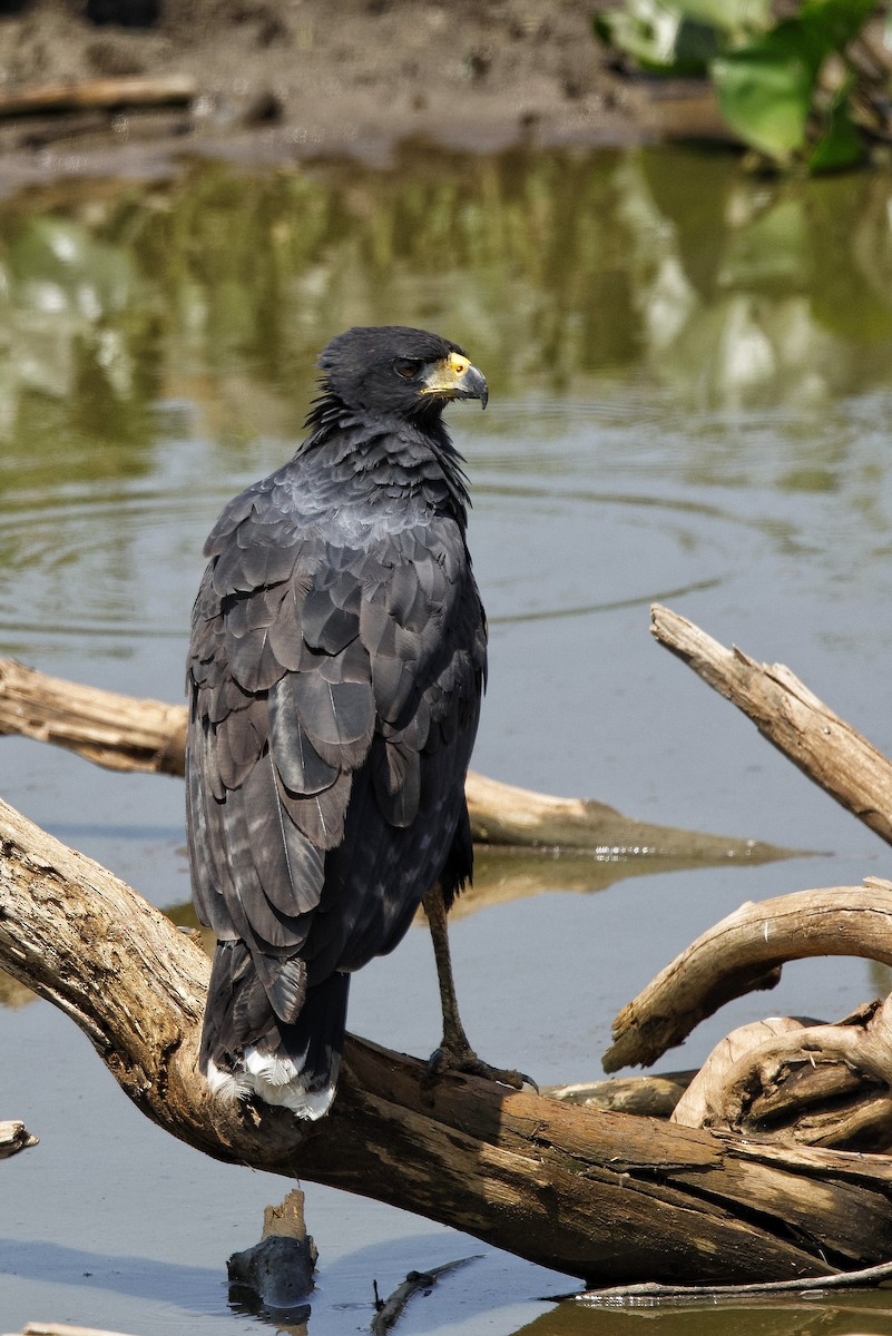 Great Black Hawk (Southern) - Juan Lopez (www.juanlopezbirdtours.com)