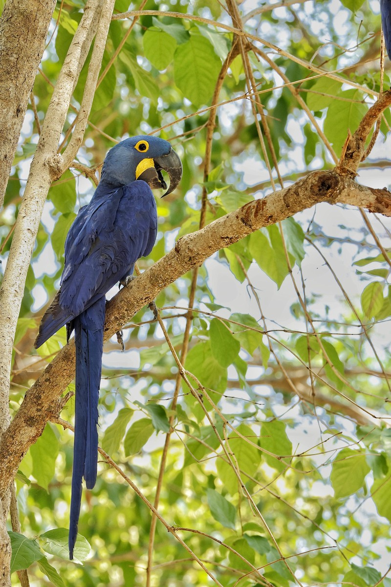 Hyacinth Macaw - Juan Lopez (www.juanlopezbirdtours.com)