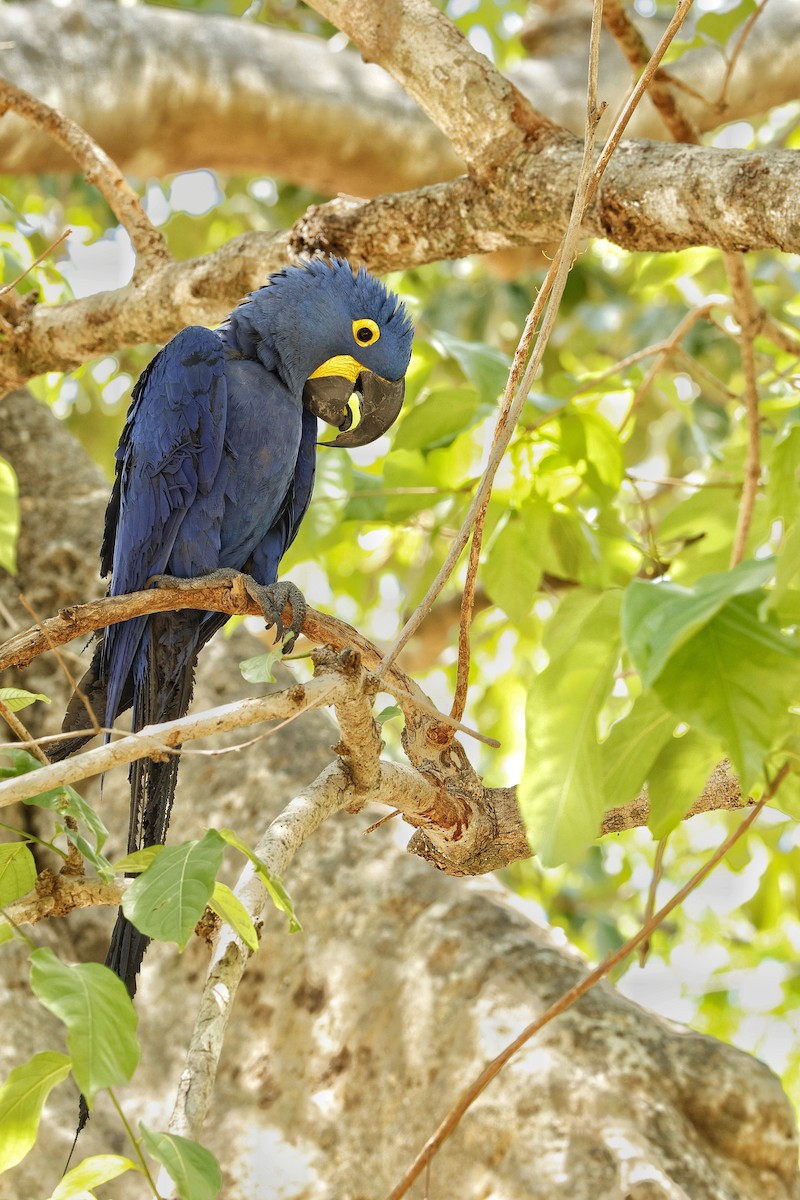 Hyacinth Macaw - ML609574211