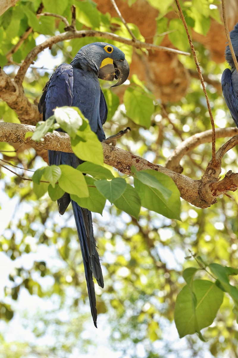 Hyacinth Macaw - Juan Lopez (www.juanlopezbirdtours.com)