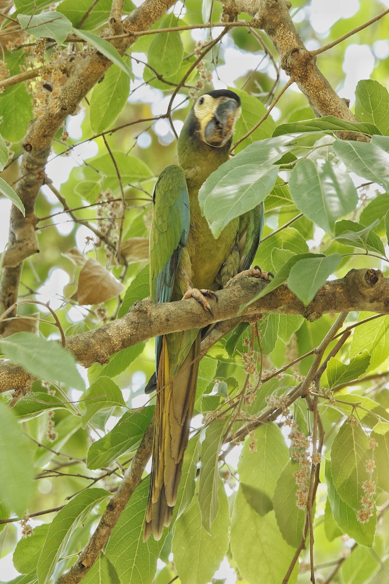 Yellow-collared Macaw - Juan Lopez (www.juanlopezbirdtours.com)