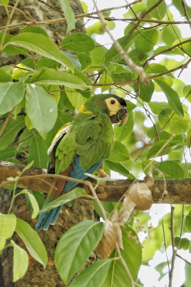Yellow-collared Macaw - ML609574367