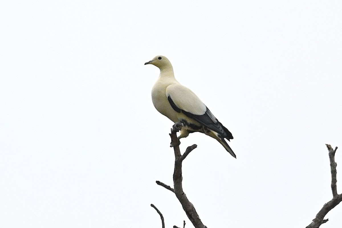 Pied Imperial-Pigeon - ML609574618