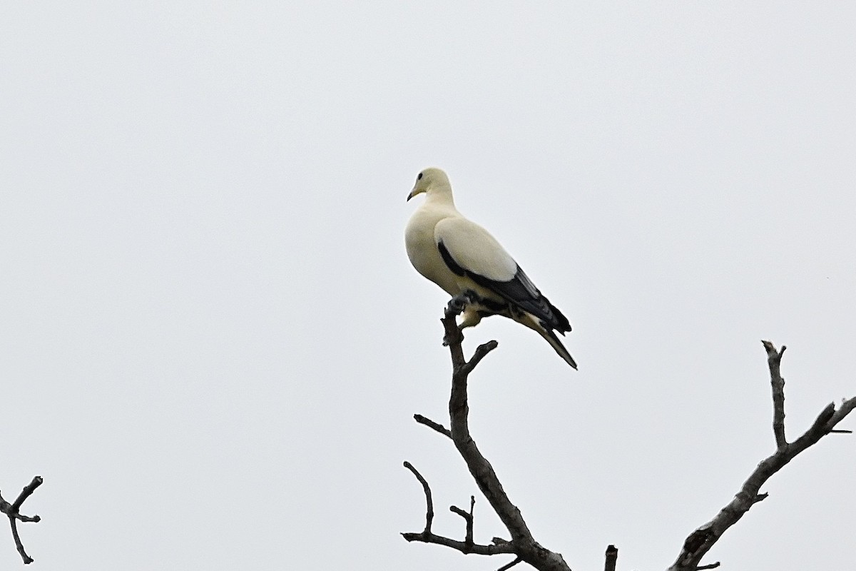 Pied Imperial-Pigeon - ML609574620